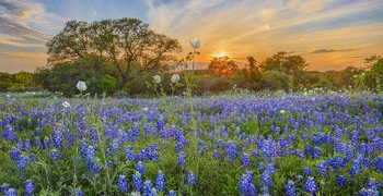 [텍사스 어디갈까] Blue Bonnet 페스티벌 정리