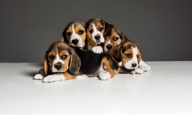 미국 반려동물 의료보험 꼭 필요할까?